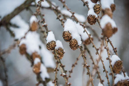 Larch tree branches with small cones in snow background