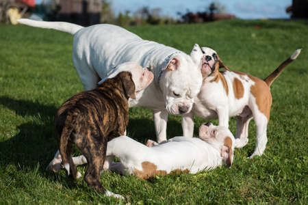 American Bulldog puppies with mother are playingの写真素材