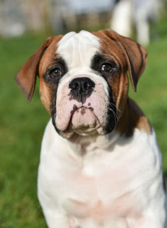 Funny red American Bulldog puppy on natureの写真素材