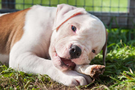 American Bulldog puppy is eating a chicken paw on natureの写真素材