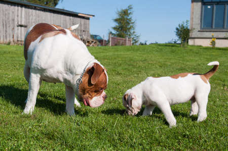 Funny American Bulldog puppy with mother adult dogの写真素材