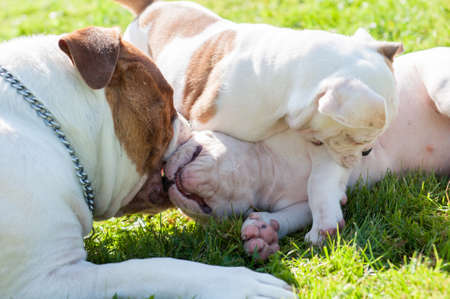 Funny American Bulldog puppy with mother adult dogの写真素材