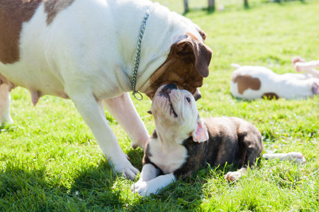 Funny American Bulldog puppy with mother adult dogの写真素材