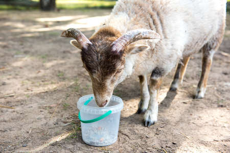 White big sheep eats food from a bucket in a farmyardの写真素材