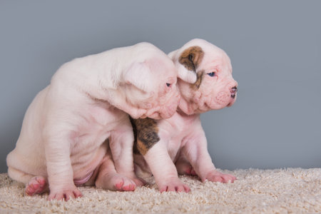 Two funny American Bulldog puppies dogs on gray backgroundの写真素材
