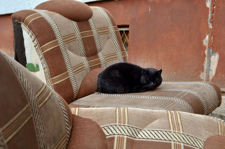 Homeless black cat sleeps on an abandoned sofa.の写真素材