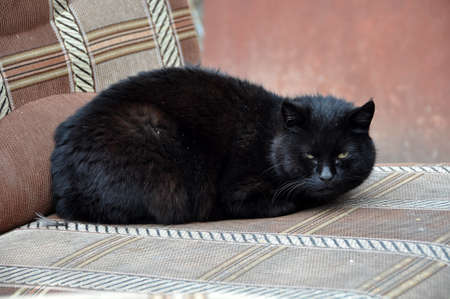 Homeless black cat sleeps on an abandoned sofa.の写真素材