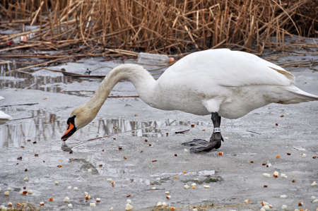 White mute swans eating white bread on a frozen lake. Hungry birds in winter. Feeding swans at the ice hole. Bird drinking water. Can't feed white bread, stop it.の写真素材