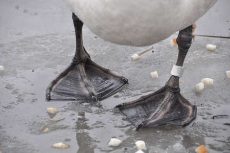 white swan paws on the ice reflecting with feed white breadの写真素材