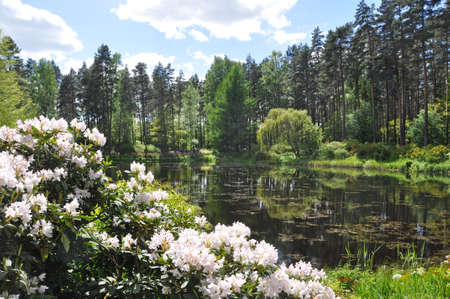 Reflection of trees in the city pond with green coast in spring, Latviaの写真素材