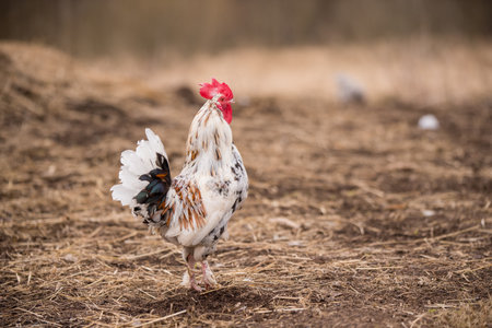 White rooster outside in the village on spring.の写真素材