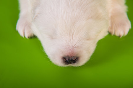 White small Samoyed puppy