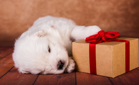 White fluffy small Samoyed puppy dog with a gift