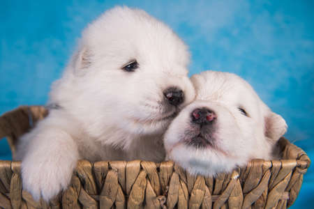 Two small one month old cute white Samoyed puppies dogs