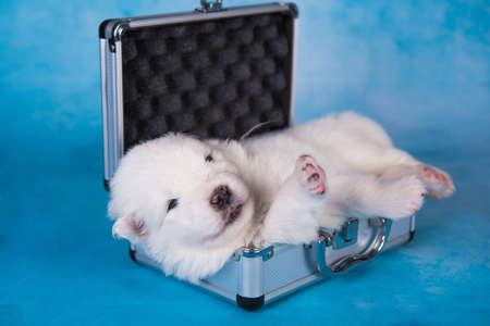 White fluffy small Samoyed puppy dog in a small suitcase