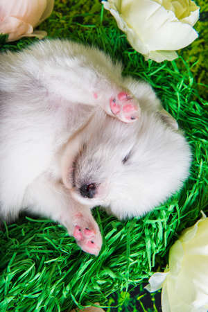 White small Samoyed puppy dog on green grassの写真素材