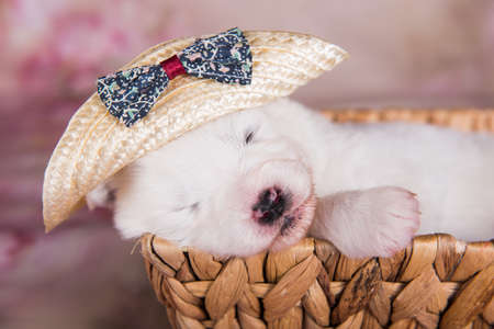 White fluffy small Samoyed puppy dog in the basketの写真素材