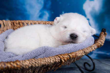 White fluffy small Samoyed puppy dog in a basket