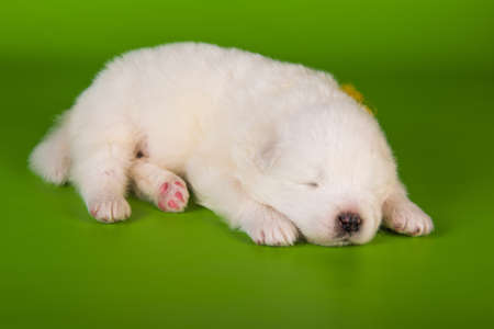 White fluffy small Samoyed puppy dog on green backgroundの写真素材