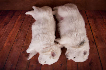 Two small one month old cute white Samoyed puppies dogs