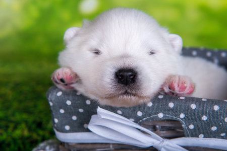 White small Samoyed puppy dog on green grass backgroundの写真素材