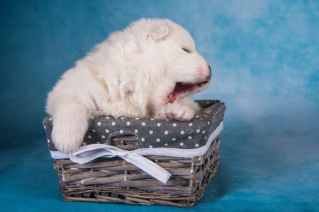 White fluffy small Samoyed puppy dog in a gift boxの写真素材