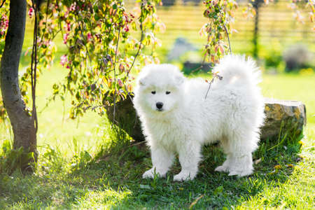 Funny Samoyed puppy on the green grass