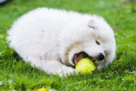 White Samoyed puppy dog playing with a tennis ballの写真素材