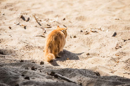 Red Persian cat with a leash walking on the beachの写真素材