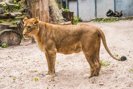 Lioness profile portrait, face of a female lion Pantheraの写真素材