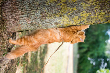 Persian red cat sharpens its claws against the treeの写真素材