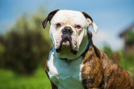 Tiger coat American Bulldog dog portrait outsideの写真素材