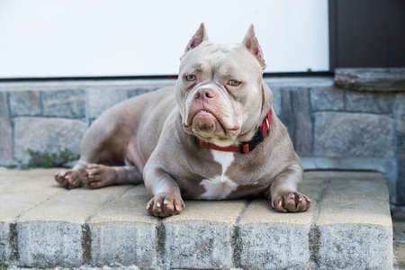 Lilac color American Bully dog is lying on the doorstepの写真素材