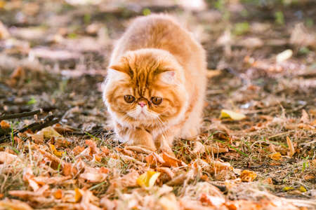 Funny Red Persian cat with a leash walking in the yard.の写真素材