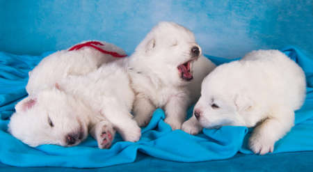 Four small one month old cute white Samoyed puppies dogsの写真素材