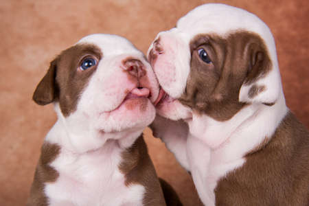 Two funny American Bullies puppies on brown backgroundの写真素材
