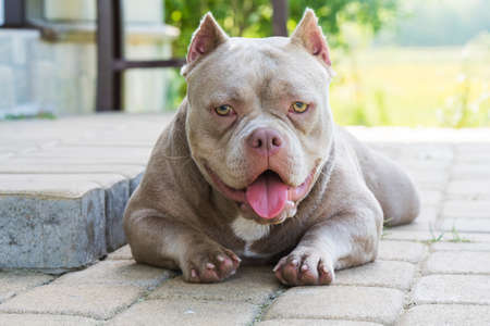 Lilac color American Bully dog guards the house outsideの写真素材
