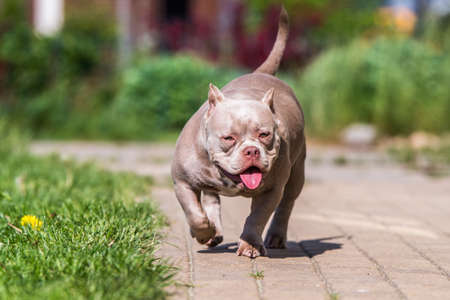 Lilac color American Bully dog guards the house outsideの写真素材