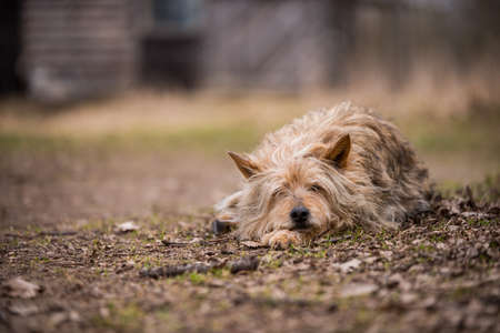 Homeless dog guards old house in the villageの写真素材