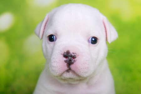 Close up portrait of American Bullies puppy on green backgroundの写真素材