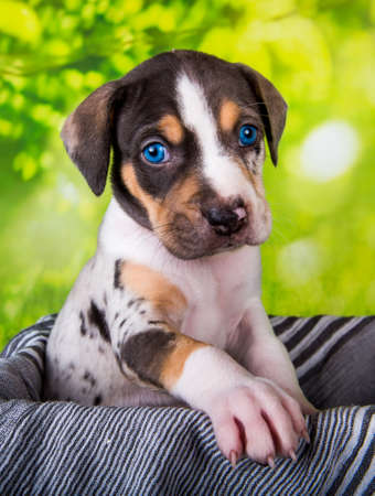 Louisiana Catahoula Leopard Dog puppy close up portraitの写真素材