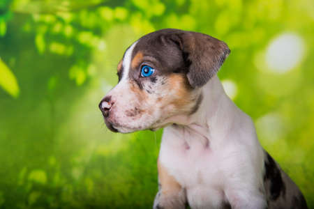 Louisiana Catahoula Leopard Dog puppy close up portraitの写真素材