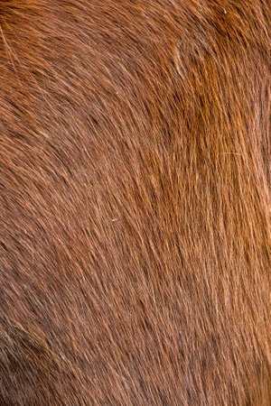 Horse fur close up background or textureの写真素材
