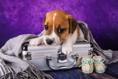 Cute Jack Russell Terrier puppy dog sits in a suitcase for traveling.