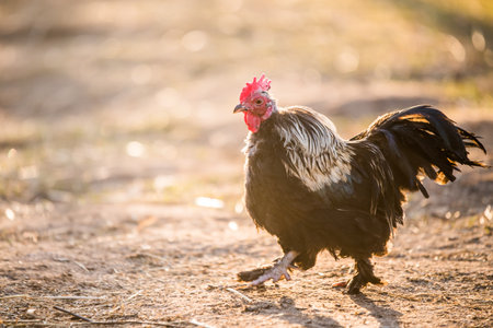 Motley rooster walks around the yard in village.