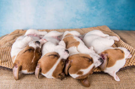 Group of Jack Russell terrier puppies sleep sweetly on a soft bed and have dog dreamsの写真素材