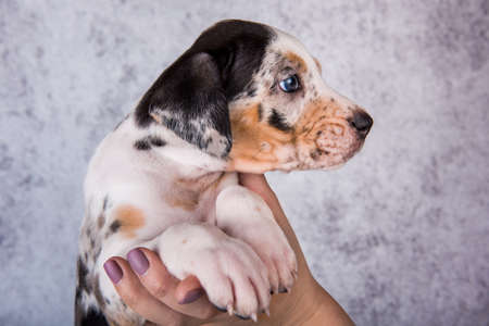 Louisiana Catahoula Leopard Dog puppy on handsの写真素材