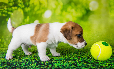 Playful happy Jack Russell Terrier dog puppy with tennis ball portrait isolated on green background