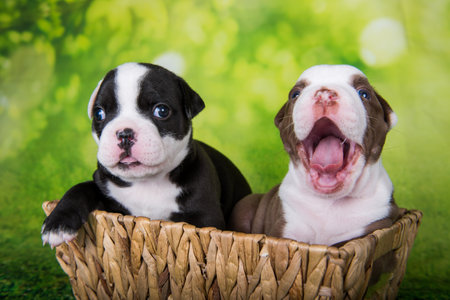 Two funny American Bullies puppies chocolate brown and black color coat is on basket on green nature backgroundの写真素材