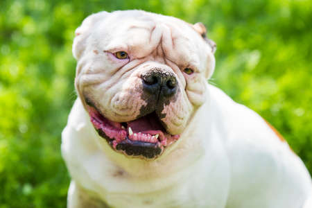 Portrait of strong-looking White American Bulldog on green grass outdoors.の写真素材